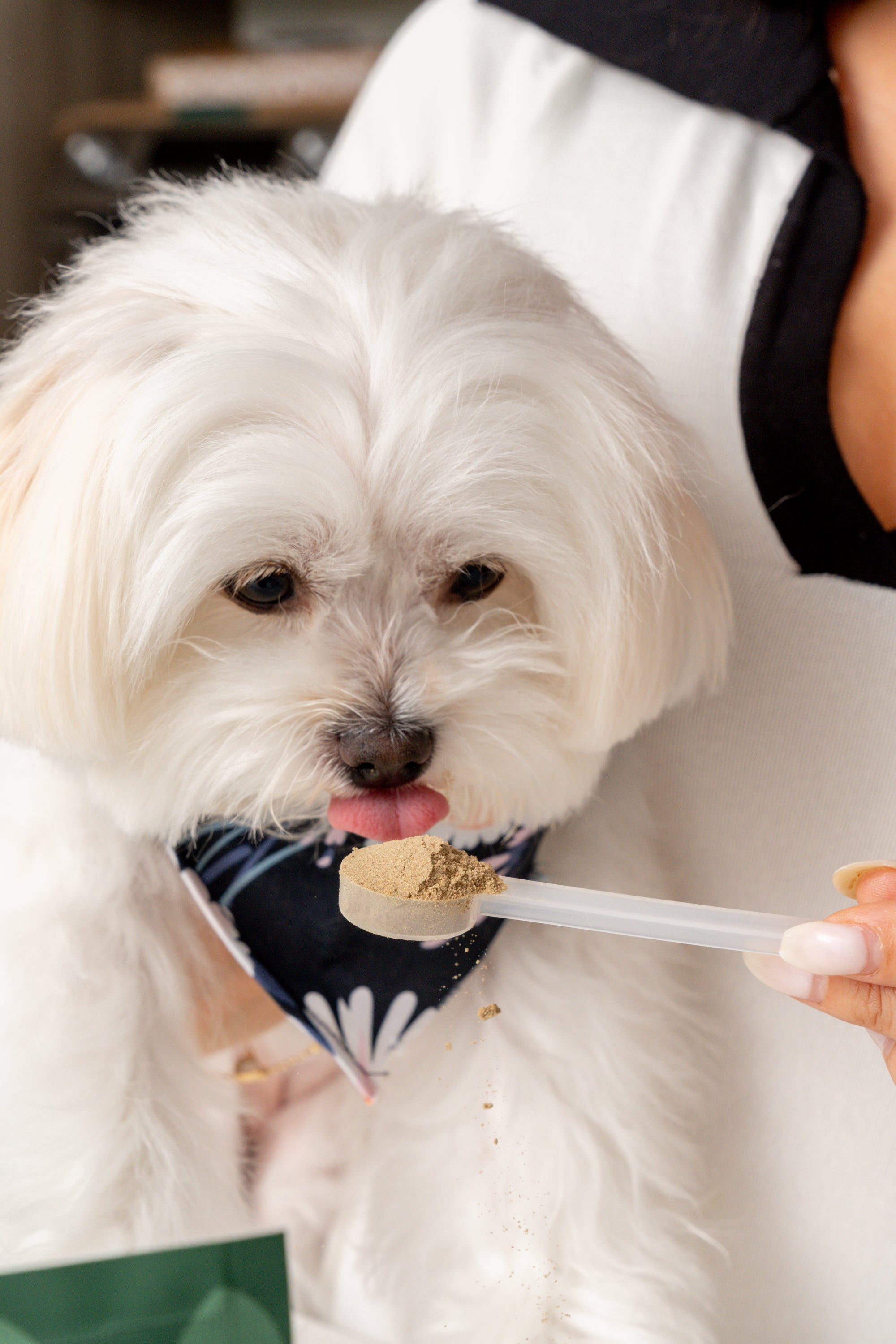 Iron Paws Premium Dog Supplement
