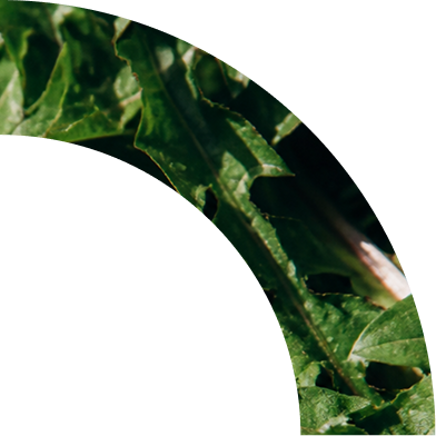 Curve Image