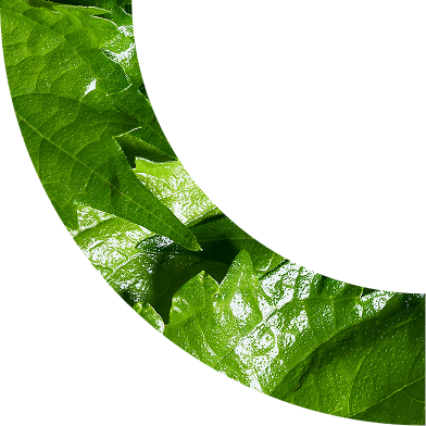 Curve Image
